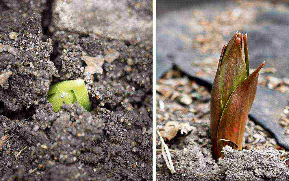 hyacinths planting and care in the open field in the southern urals