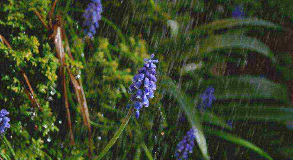 hyacinths planting and care in the open field in the southern urals