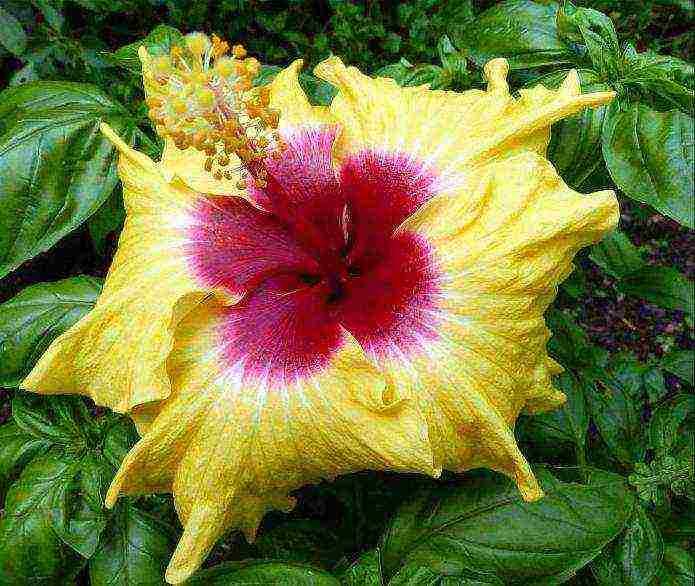 hibiscus marsh planting and care in the open field near Moscow