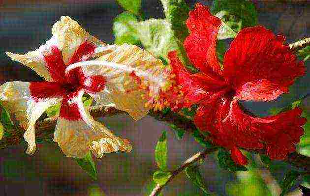 hibiscus marsh planting and care in the open field near Moscow