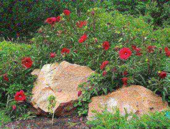 hibiscus marsh planting and care in the open field near Moscow