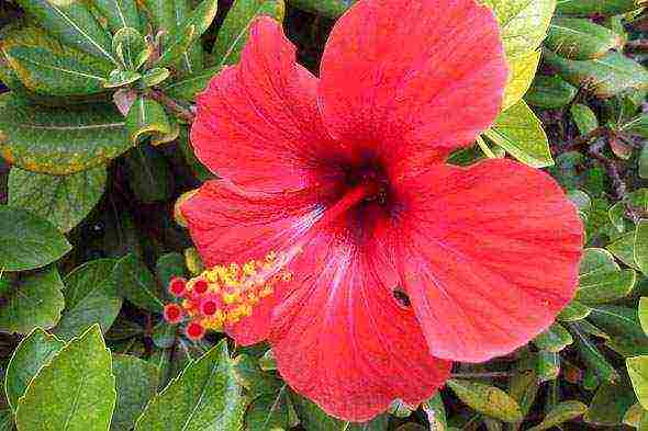 hibiscus planting and care in the open field in the suburbs