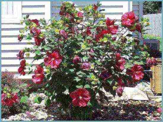 hibiscus planting and care in the open field in the suburbs