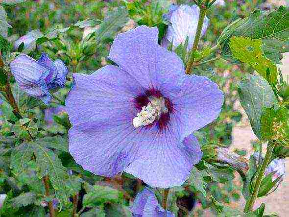 hibiscus planting and care in the open field in the suburbs