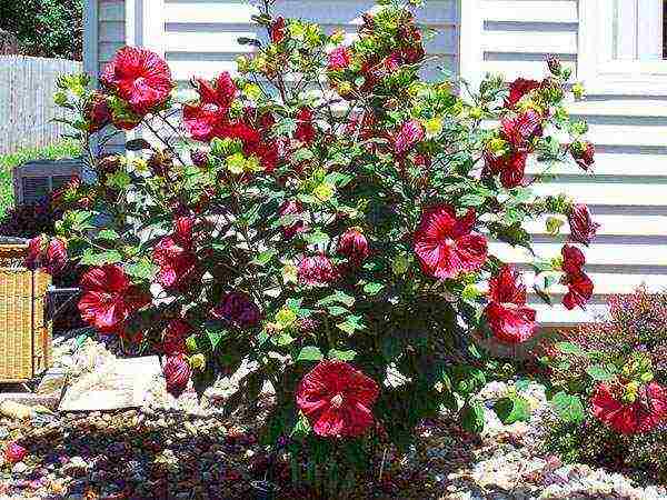 hibiscus planting and care in the open field in the suburbs