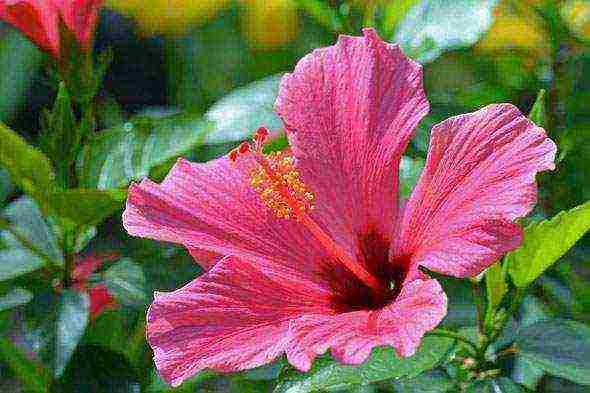 pagtatanim ng hibiscus at pangangalaga sa bukas na bukid sa mga suburb