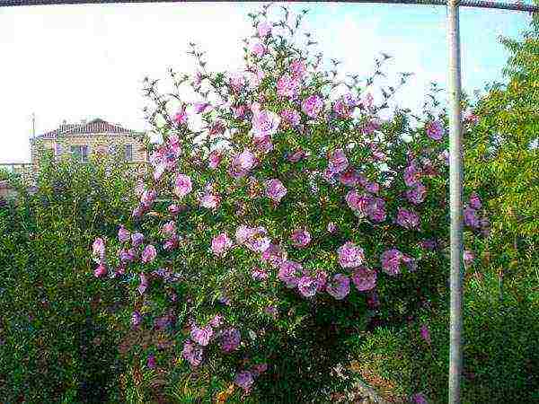 hibiscus planting and care in the open field in the suburbs