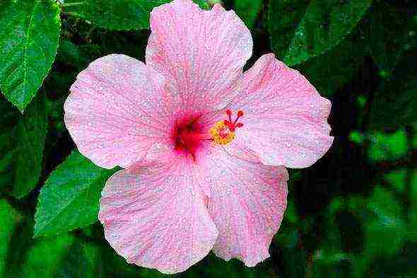 hibiscus planting and care in the open field in the suburbs