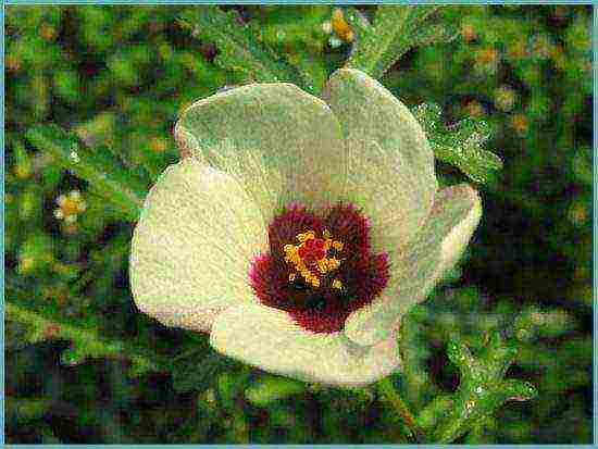 hibiscus planting and care in the open field in the suburbs