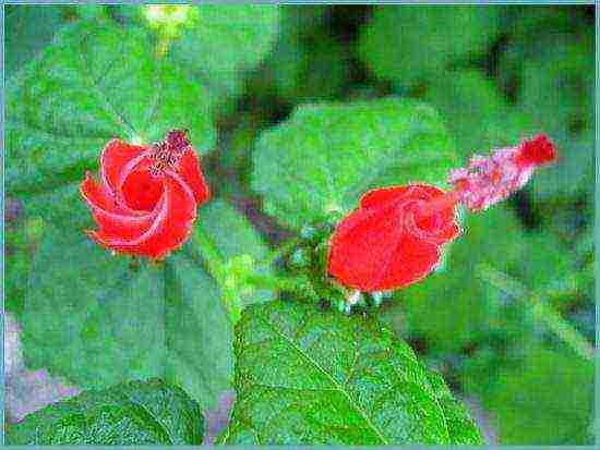 hibiscus planting and care in the open field in the suburbs