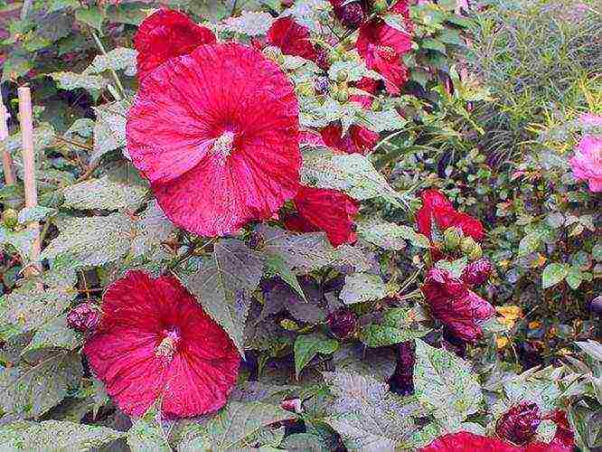 pagtatanim ng hibiscus hardin at pangangalaga sa labas sa Urals