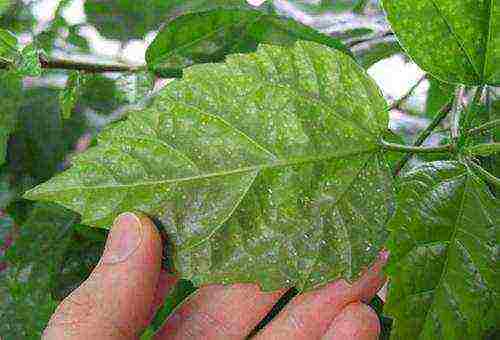 pagtatanim ng hibiscus hardin at pangangalaga sa labas sa Urals