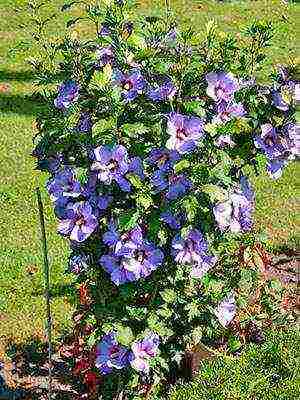 Syrian hibiscus planting and care in the open field in the suburbs