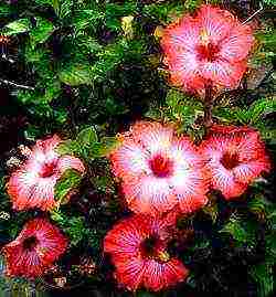 Syrian hibiscus planting and care in the open field in the suburbs