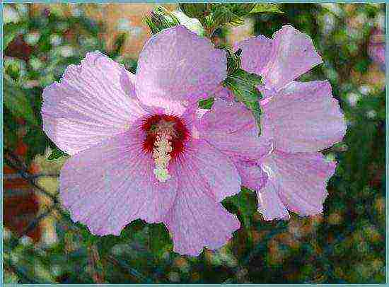 Syrian hibiscus planting and care in the open field in the suburbs