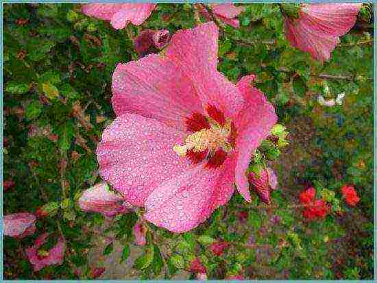 Syrian hibiscus planting and care in the open field in the suburbs