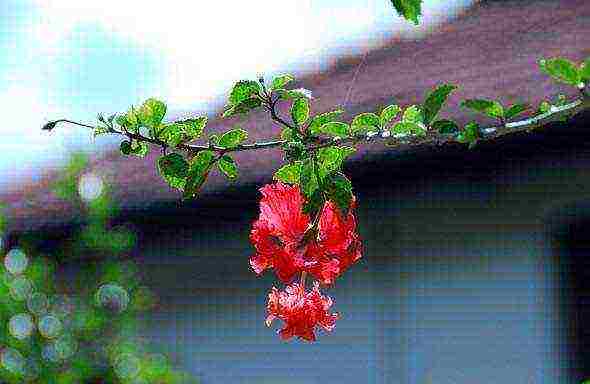 Syrian hibiscus planting and care in the open field in the suburbs