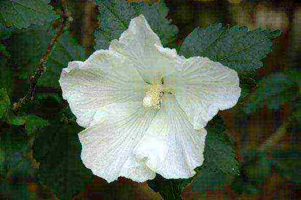 Syrian hibiscus planting and care in the open field in the suburbs