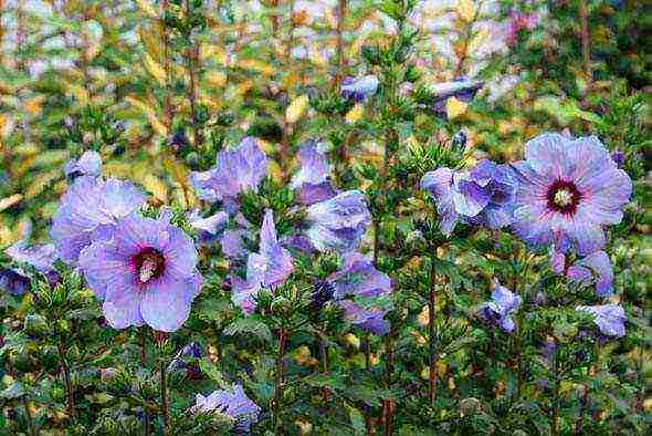 Syrian hibiscus planting and care in the open field in the suburbs