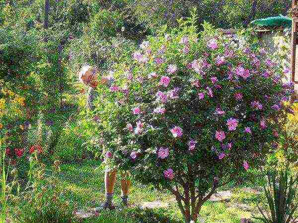 Syrian hibiscus planting and care in the open field in the suburbs