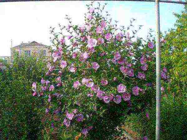 Syrian hibiscus planting and care in the open field in the suburbs