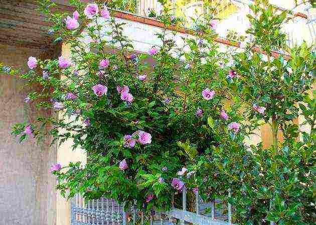 Syrian hibiscus planting and care in the open field in the suburbs