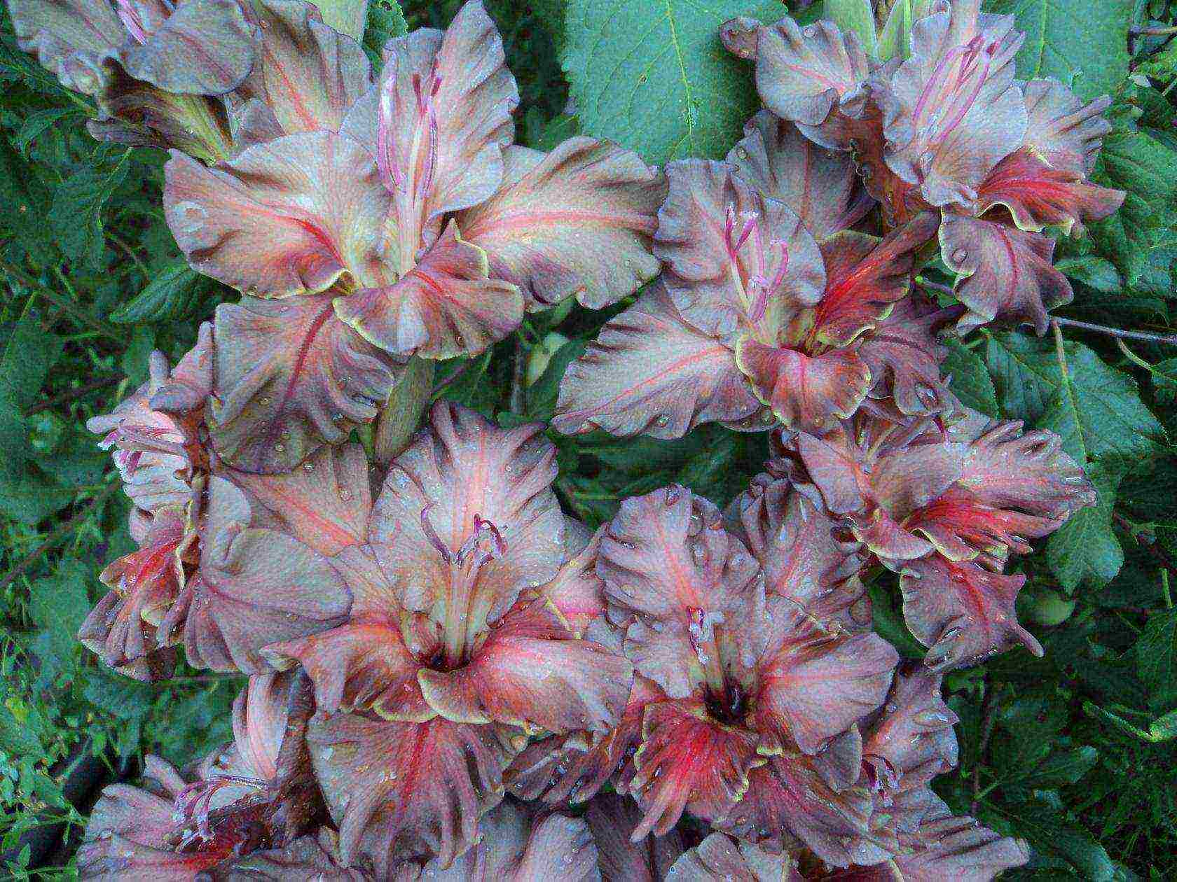 gladioli best varieties