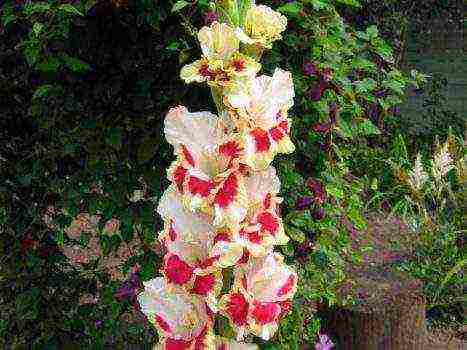 أفضل أصناف gladioli