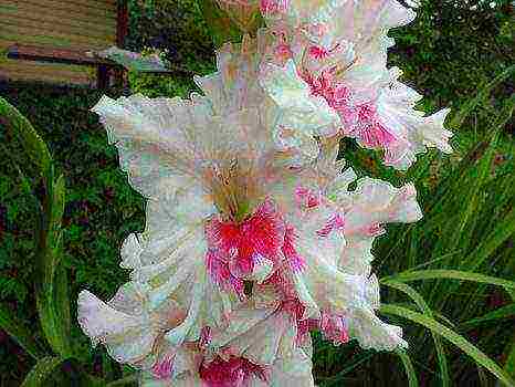 أفضل أصناف gladioli