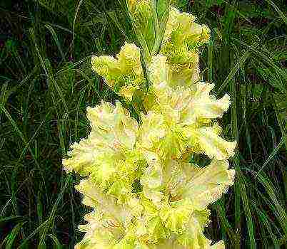 pinakamahusay na mga pagkakaiba-iba ng gladioli