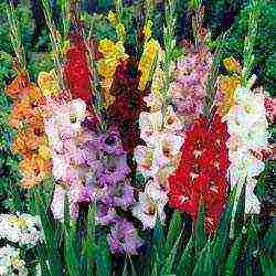 أفضل أصناف gladioli