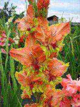 gladioli best varieties