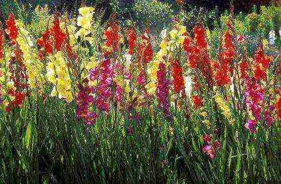 أفضل أصناف gladioli