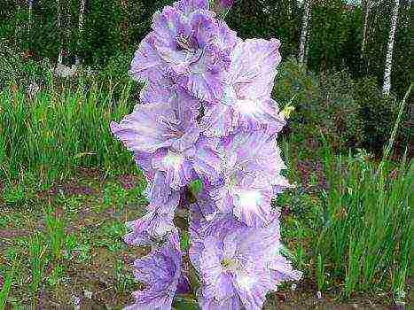 gladioli best varieties