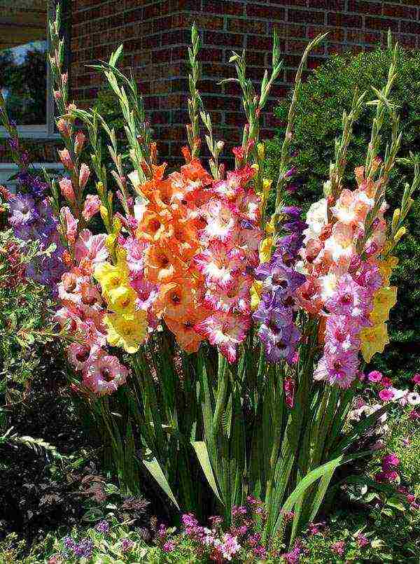 أفضل أصناف gladioli