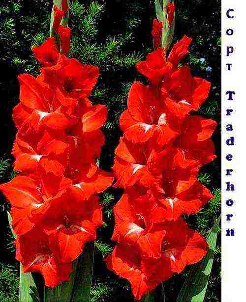 أفضل أصناف gladioli