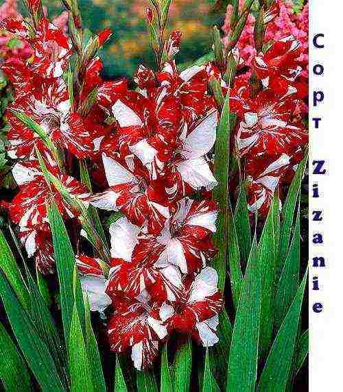 أفضل أصناف gladioli