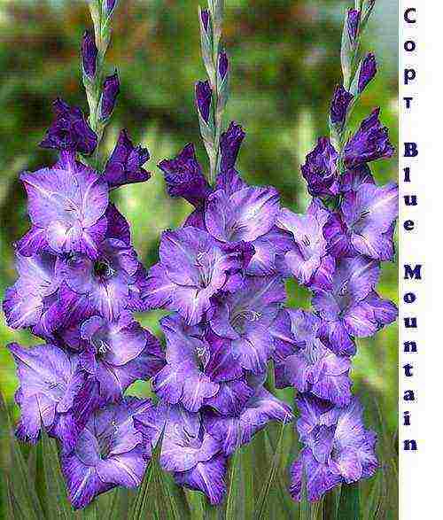 gladioli best varieties