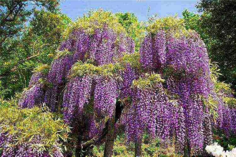 pagtatanim at pangangalaga ng wisteria sa bukas na bukid sa astrakhan