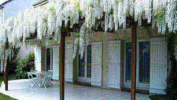 wisteria planting and care in the open field in astrakhan