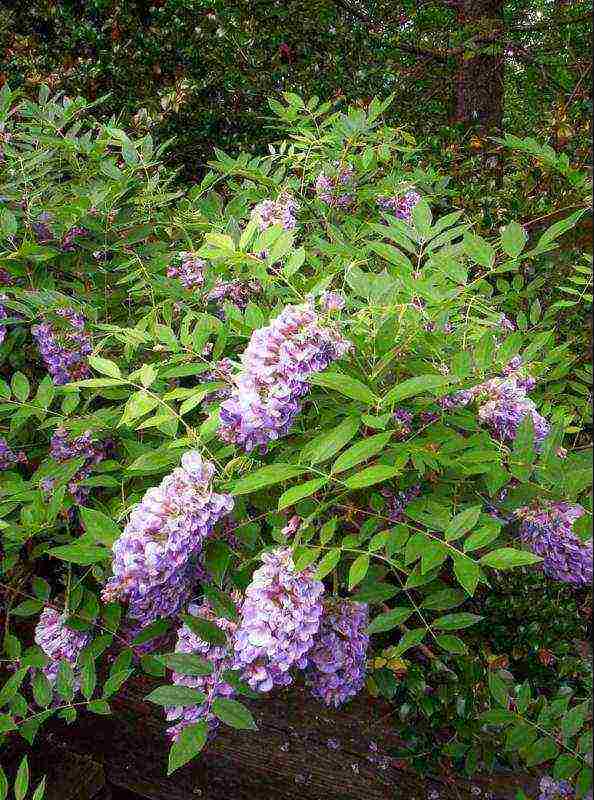 pagtatanim at pangangalaga ng wisteria sa bukas na bukid sa astrakhan