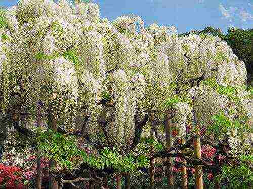 wisteria planting and care in the open field in astrakhan