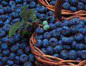 best blueberry