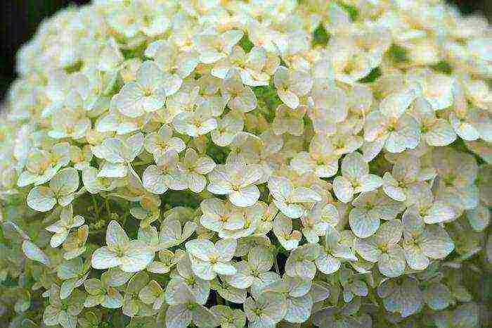 hydrangea anabel planting and care in the open field in the urals