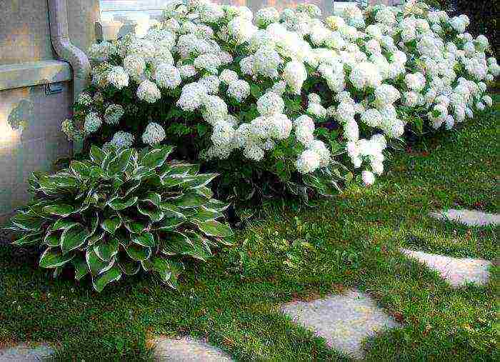 hydrangea anabel planting and care in the open field in the urals