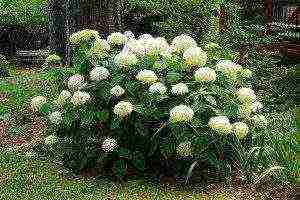 hydrangea anabel planting and care in the open field in the urals