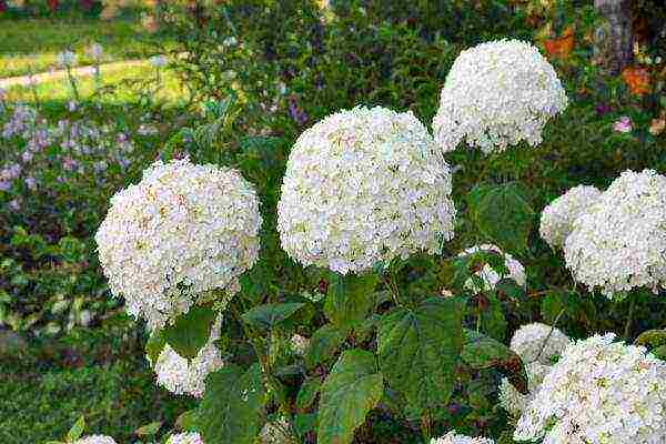 hydrangea anabel na pagtatanim at pangangalaga sa bukas na patlang sa mga ural