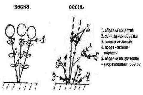 hydrangea anabel planting and care in the open field in the urals