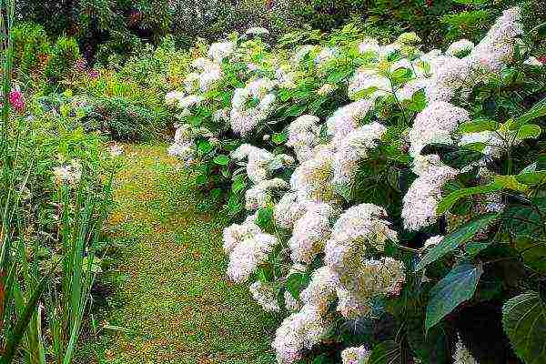 hydrangea anabel planting and care in the open field in the urals