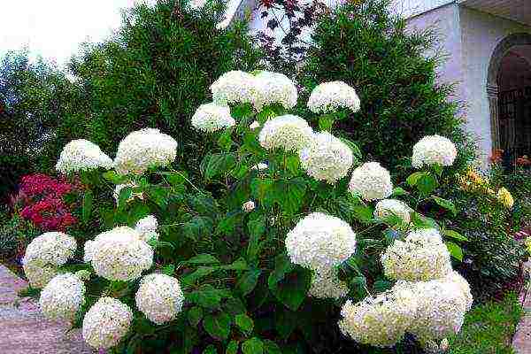 hydrangea anabel planting and care in the open field in the urals